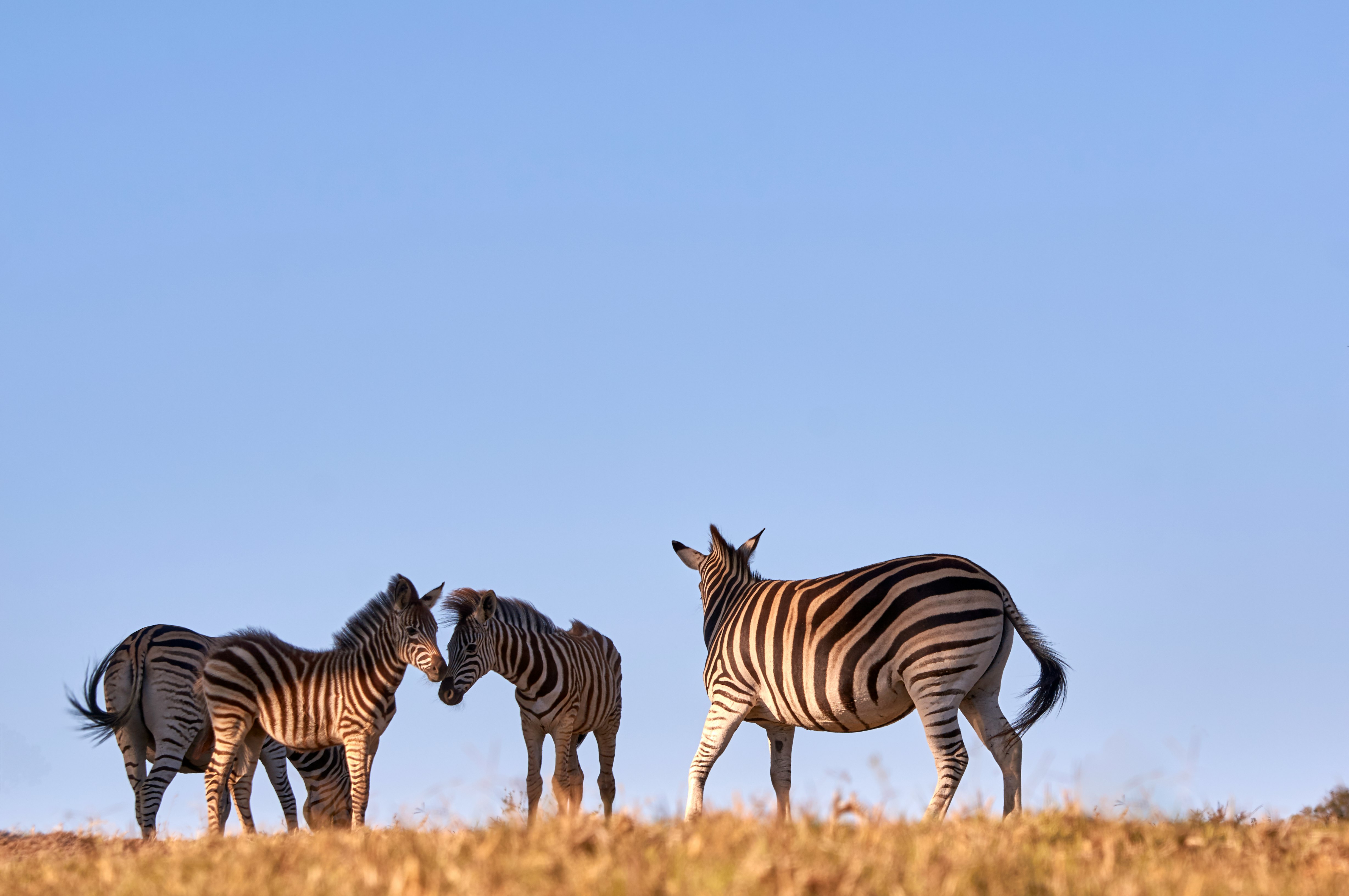 four zebras standing on grass